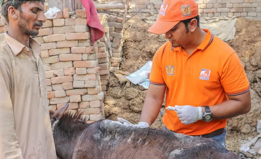 A vet treats a donkey at a brick kiln in Pakistan