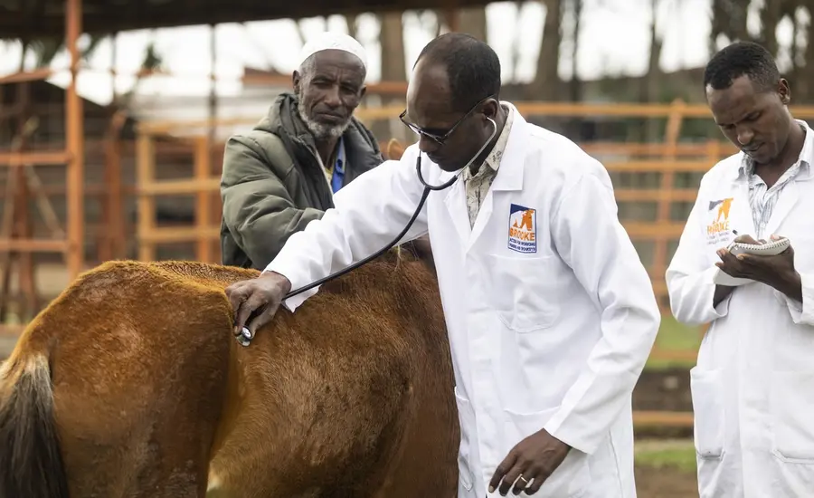 Brooke EVML Ethiopia.jpg