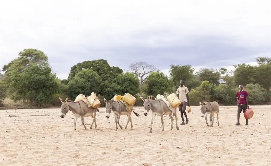 Donkeys walking to find water in East Africa