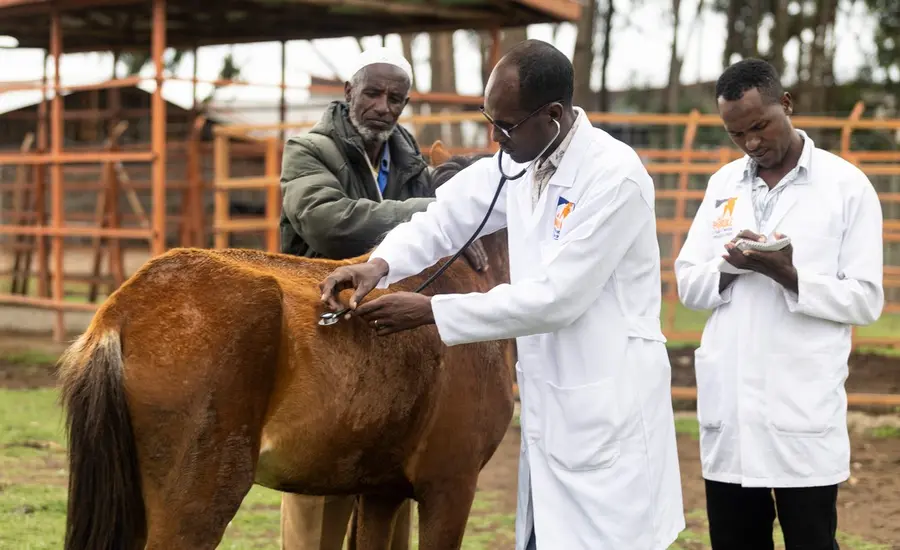 Brooke-trained vets treat an equine at the Dodola Town Equine Welfare Service and Training Centre in the Oromia Region of Ethiopia.