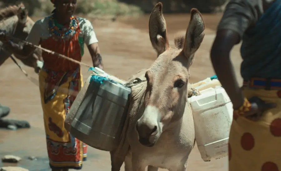 Donkey carrying water 