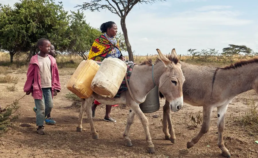 Donkeys transport water in Kenya