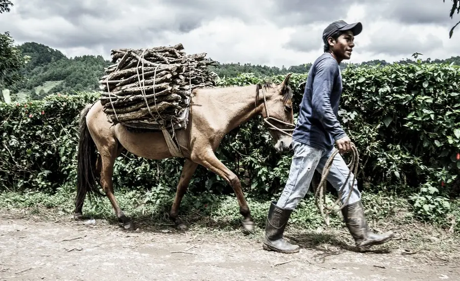 Firewood carrying equine (large).jpg
