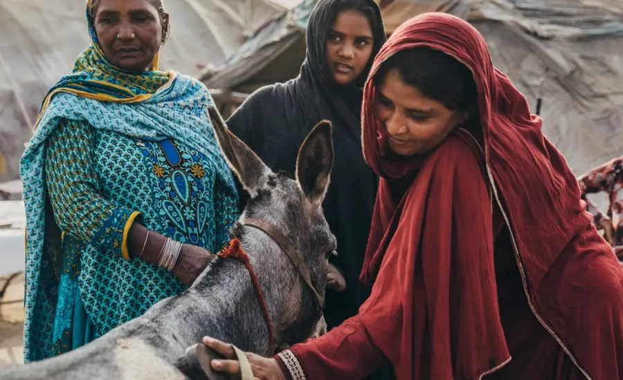 Women in Pakistan groom a donkey