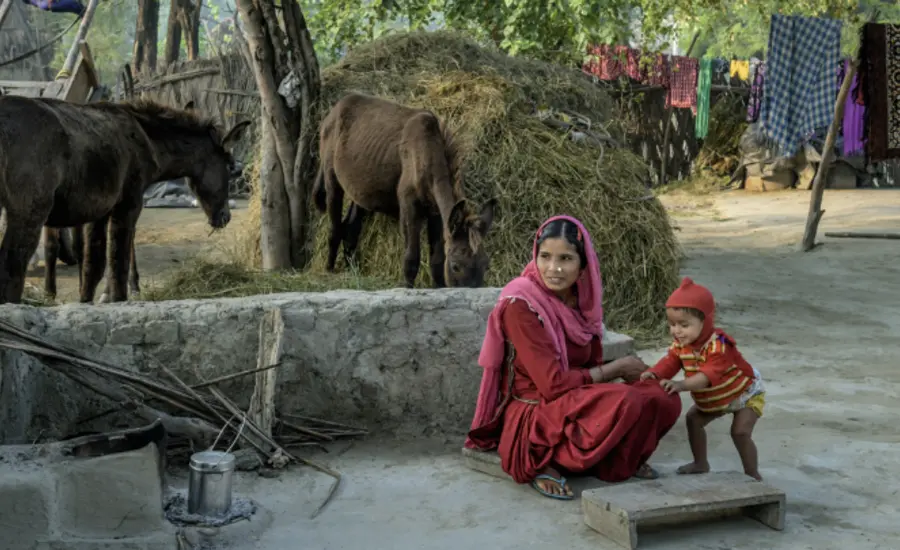 India Qalandar (large).jpg