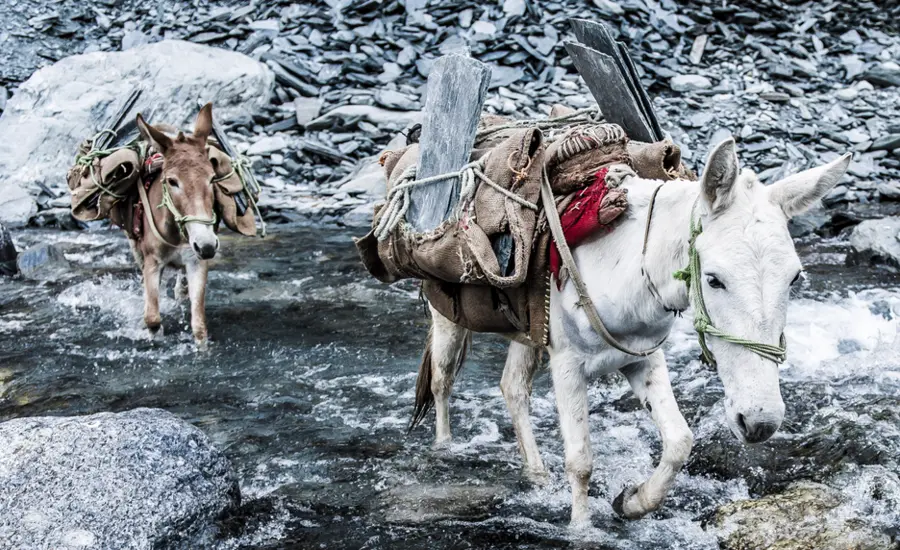 Donkeys carry slate across a river. Credit: Richard Dunwoody