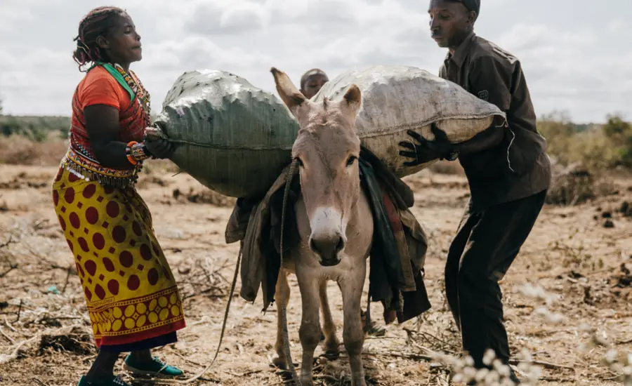 Kenya charcoal donkey.png (large).png