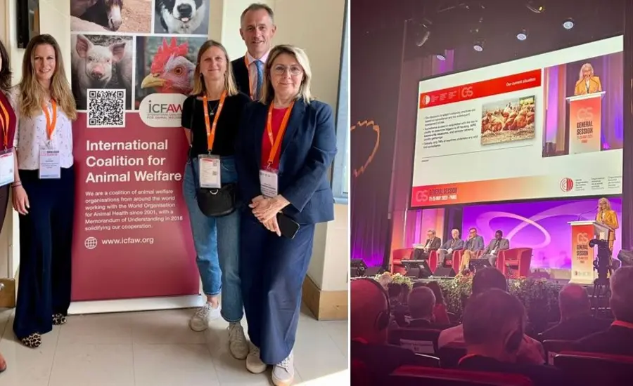 WOAH collage large.jpg