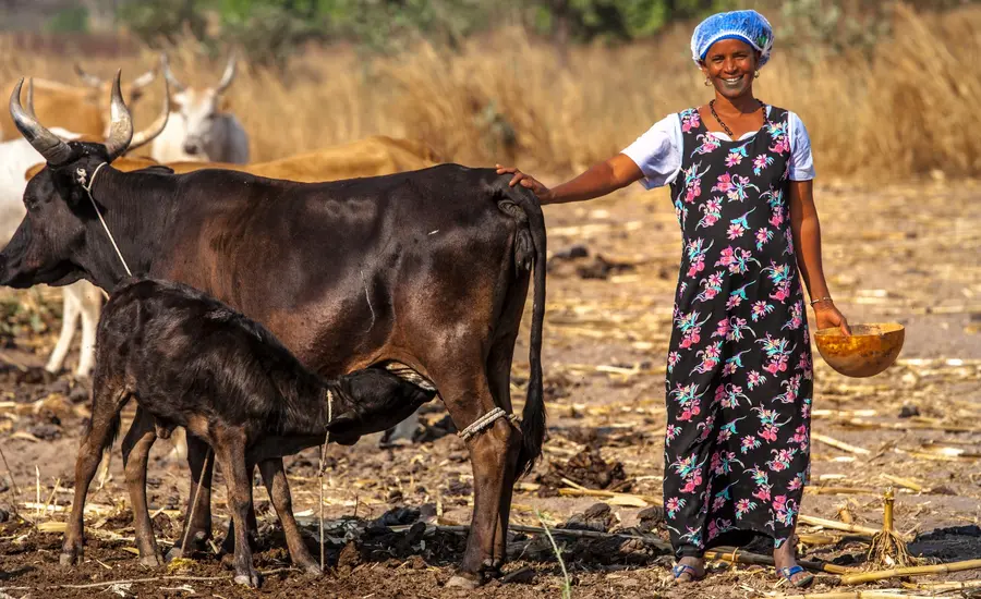 Woman stands with cattle