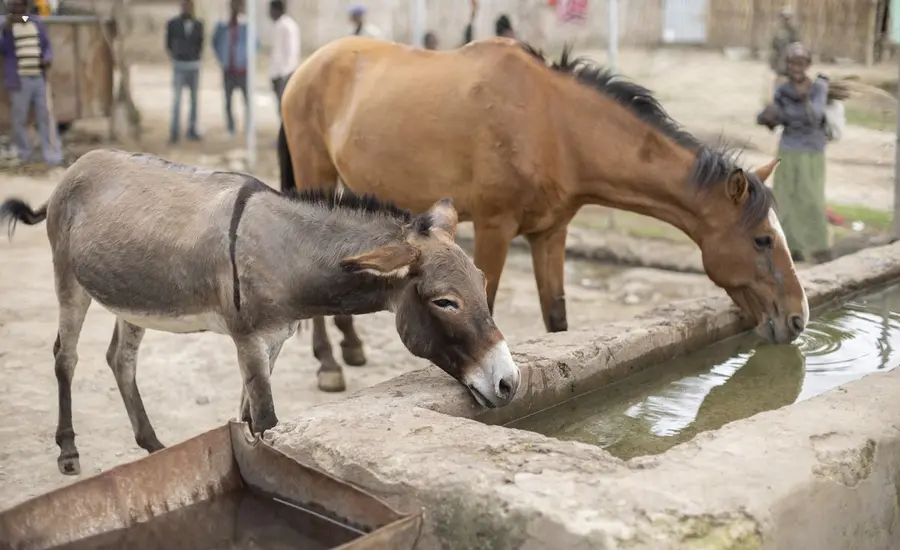 Horses drink from trough in Ethiopia 