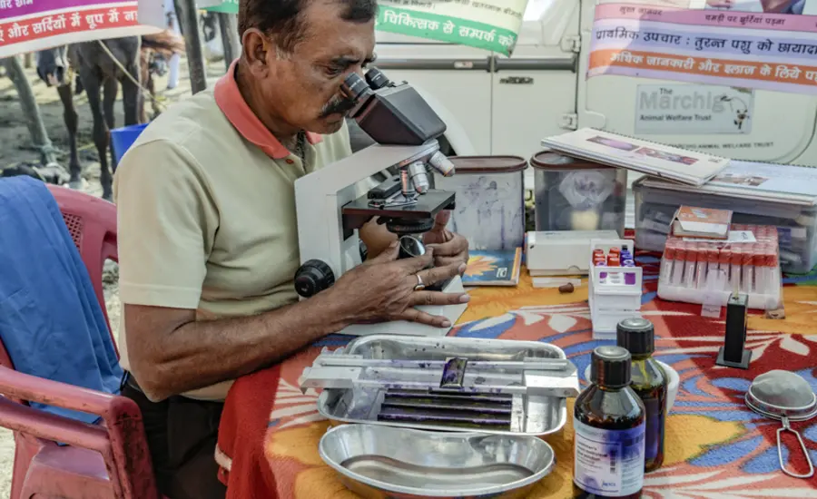 Man looking through microscope at samples of equine blood.