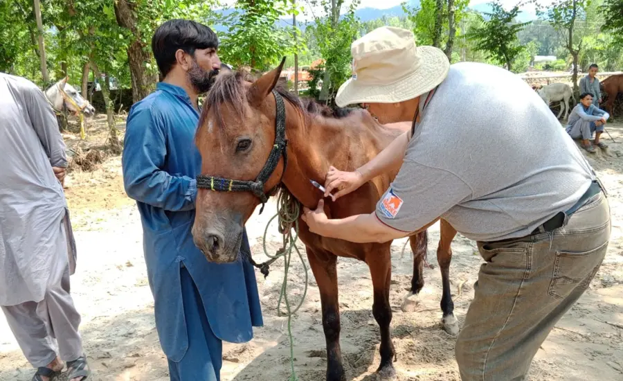 Man injects horse in neck
