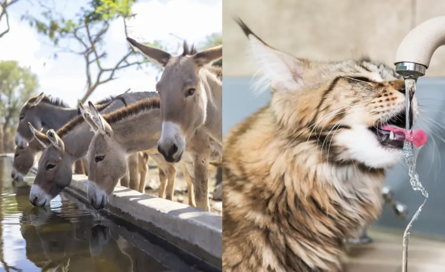 Donkeys and cat drinking water 