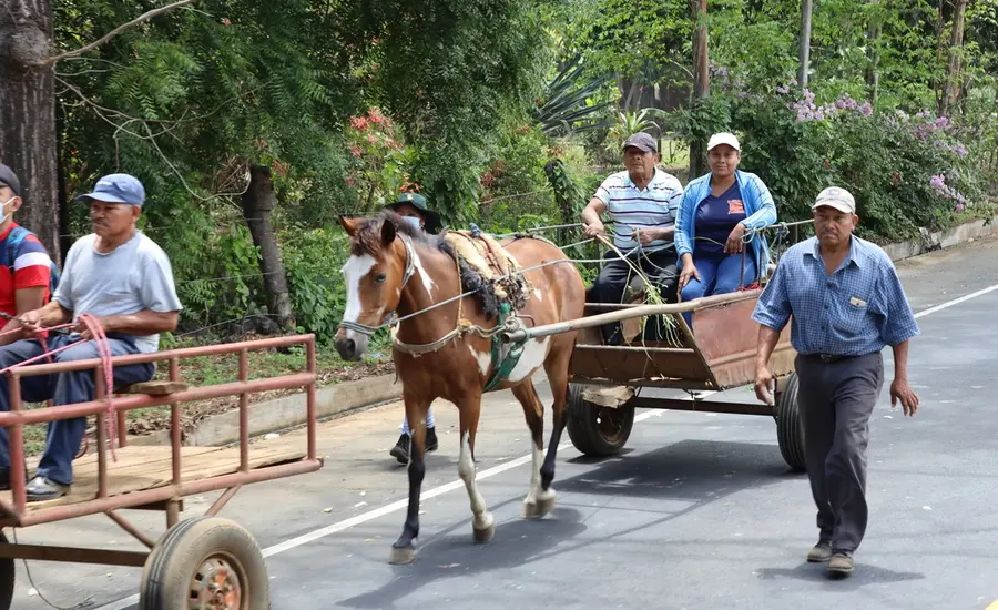 Horse pulls cart in Nicaraguan disaster simulation