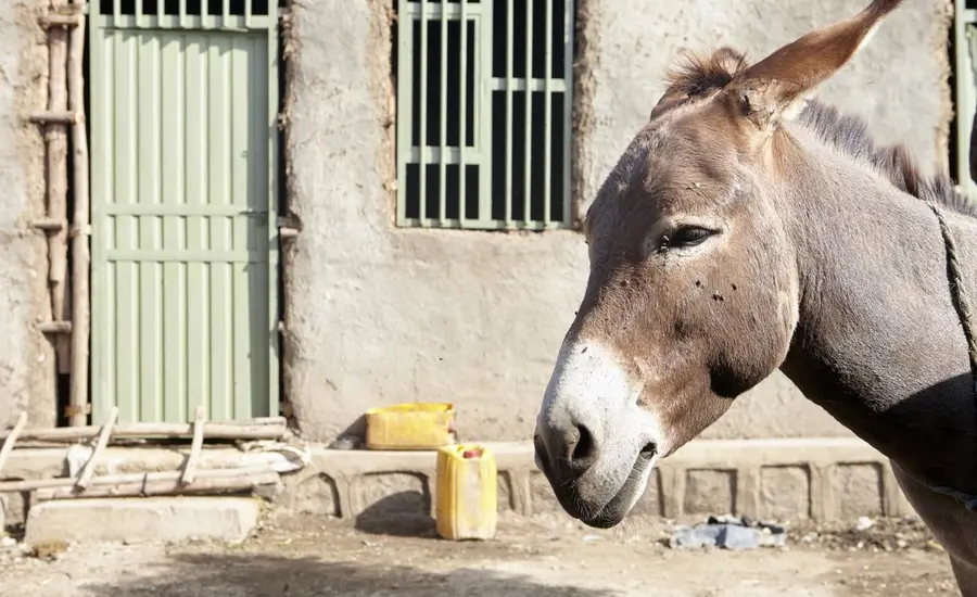 Donkey in Ethiopia