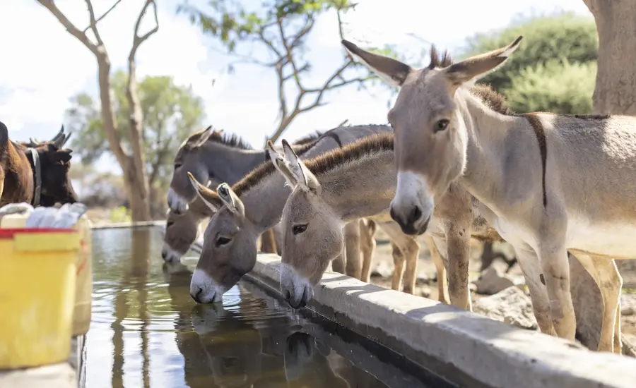 donkeys-drinking-from-water-trough-tanzania.jpg
