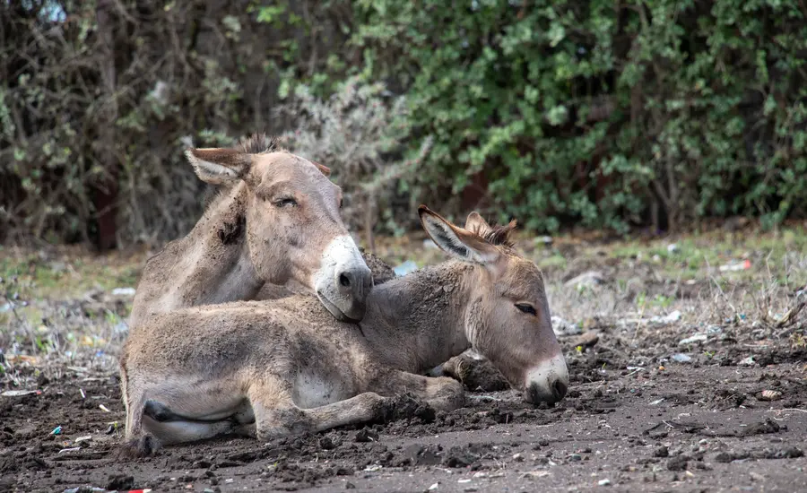 donkeys enjoy rest 
