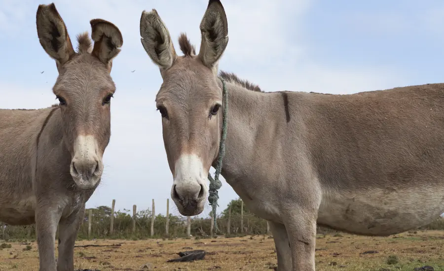 Donkeys in Kenya