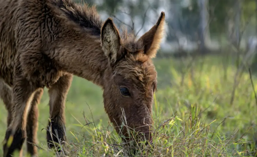 foal India (large).jpg