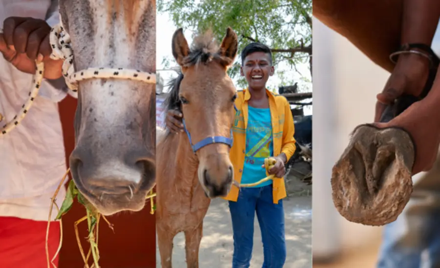 Picture collage of people handling horses overseas. 