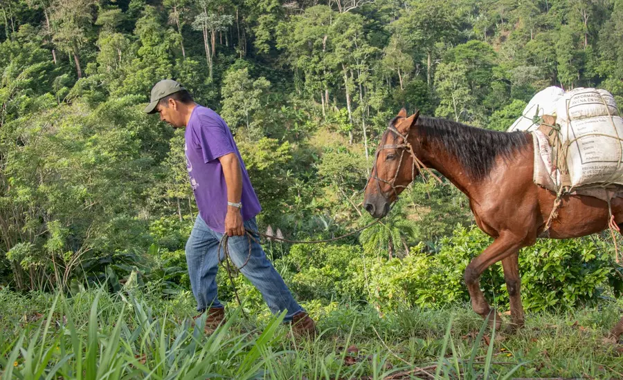 Man leads horse transporting coffee beans in Nicaragua. 
