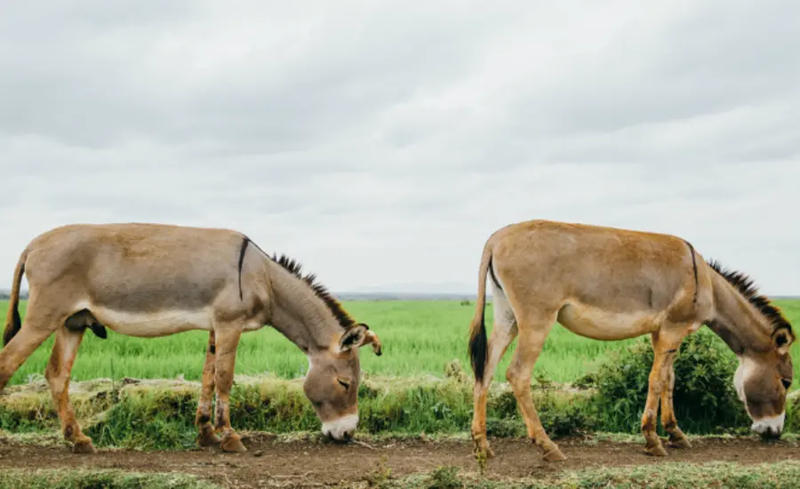 Two donkeys