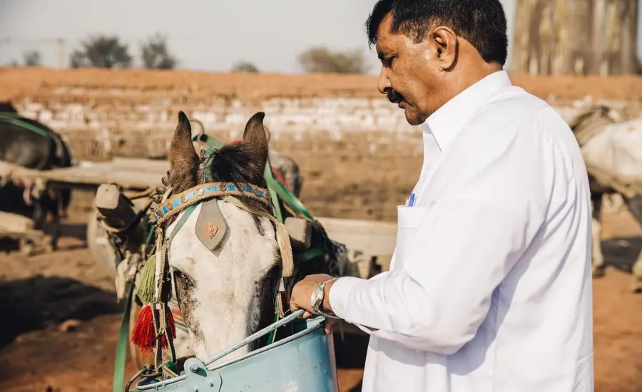Vet treats horse in Pakistan