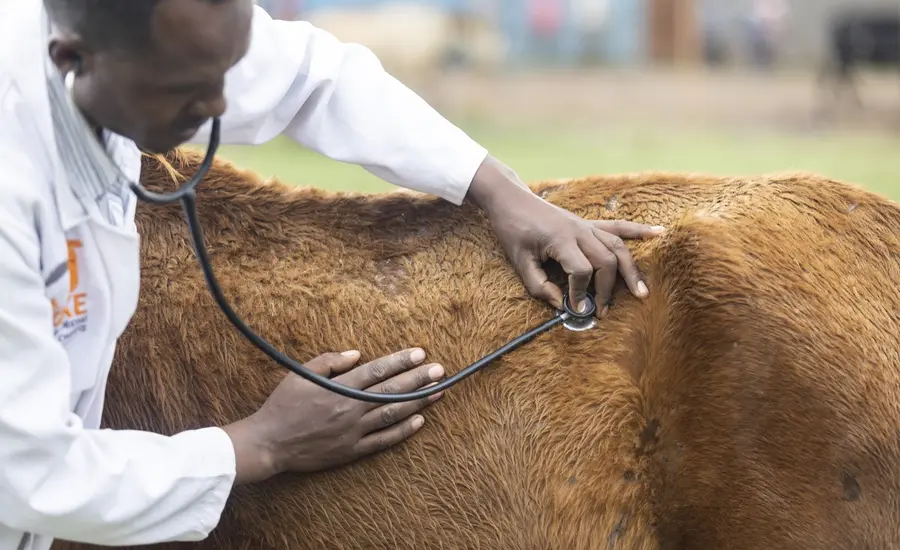 Vet treats horse in Ethiopia