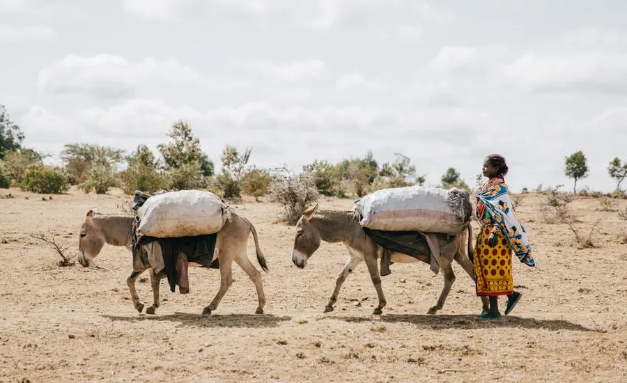 Donkeys carrying goods with women