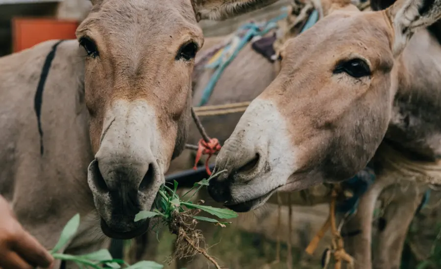 Donkeys eating.jpg