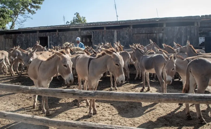 A group of donkeys stand together behind a fence