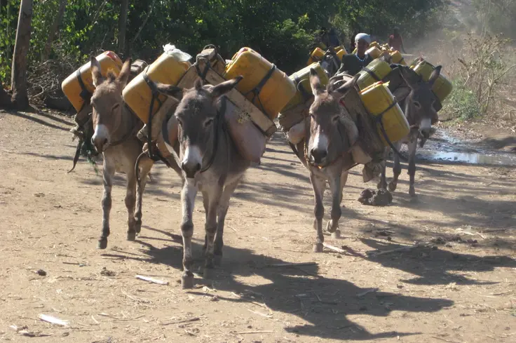 healthy horses and donkeys support stronger livelihoods Brooke