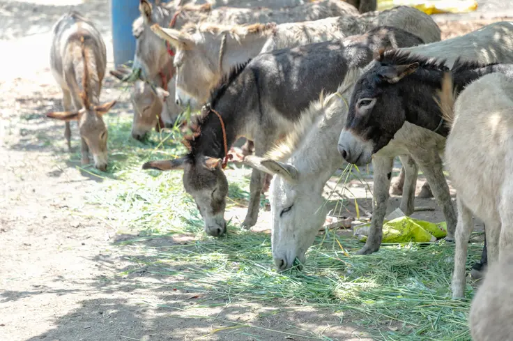Brooke Protecting working donkeys