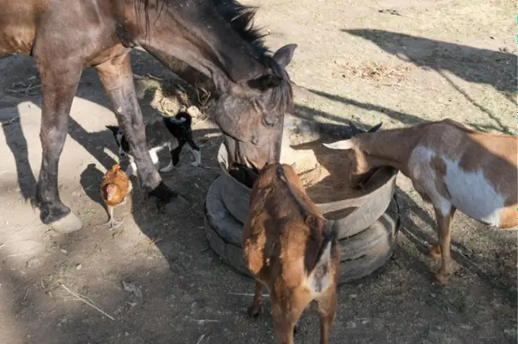 A brown horse eats alongside two goats, as a puppy and chicken walk around in the background