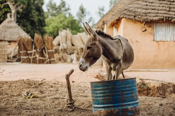 A donkey stands in front of blue barrel, next to a water pipe, looking off to the side with huts in the background