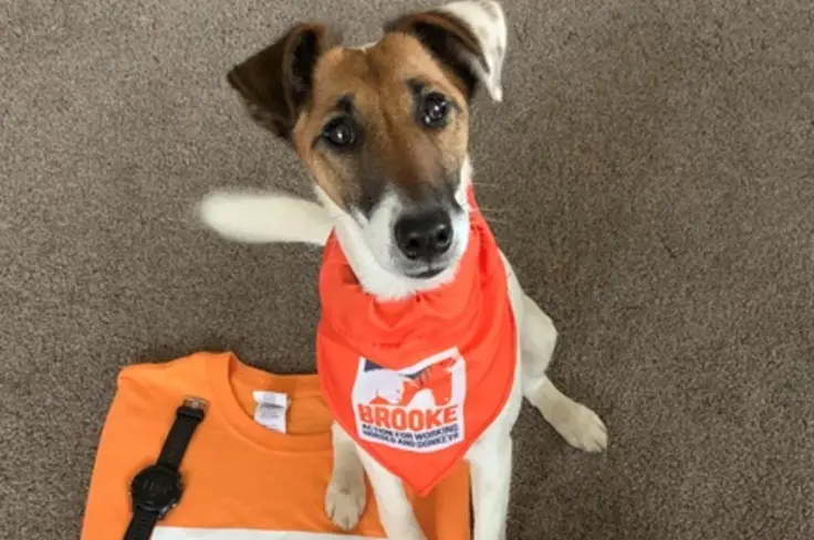 A brown and white dog looks up at the camera while wearing an orange Brooke bib.