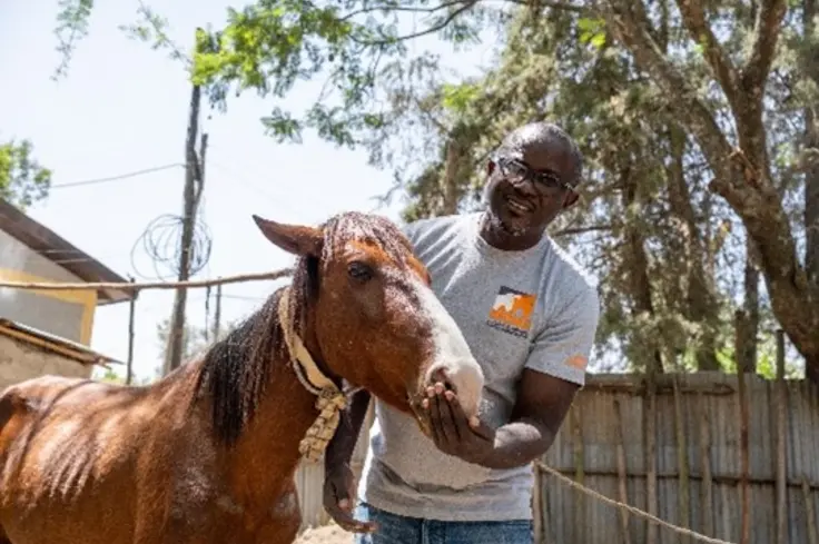 Brooke staff feeding a horse