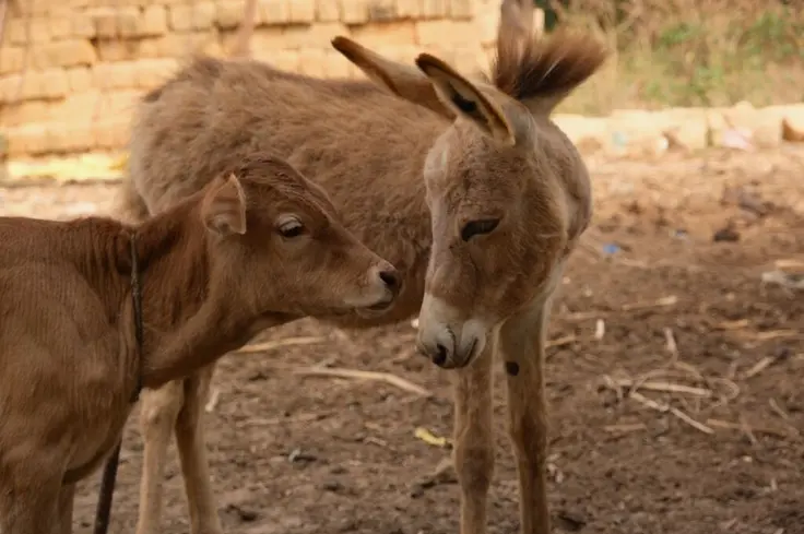 A brown donkey foal stands next to a brown calf outside