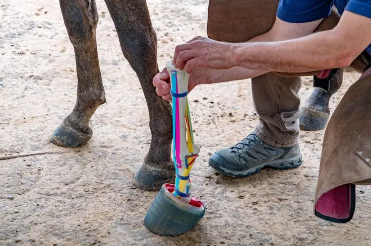 A farrier displays a model showing healthy hoof care next a real horse's hoof.