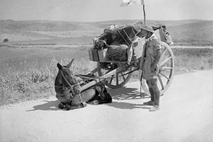 A mule in Sicily during WW2