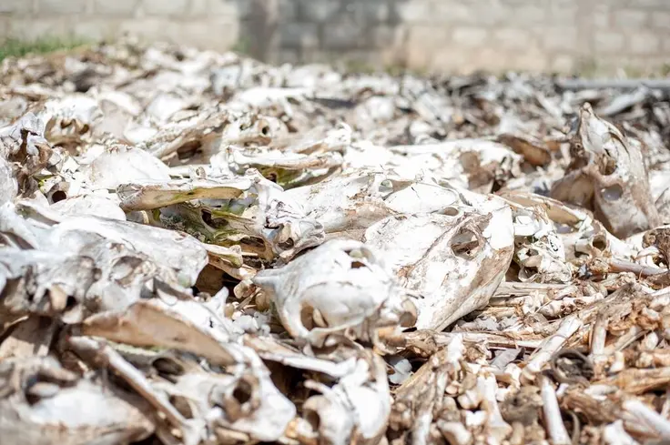 A pile of donkey skulls and bones 