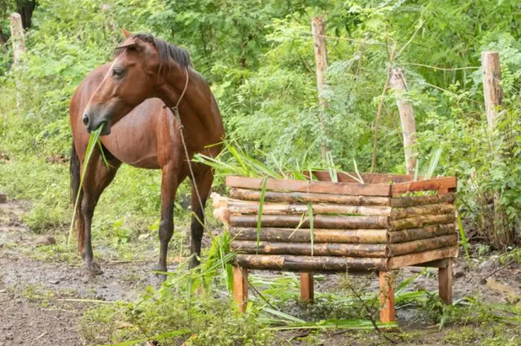 Caballito enjoying some lunch 