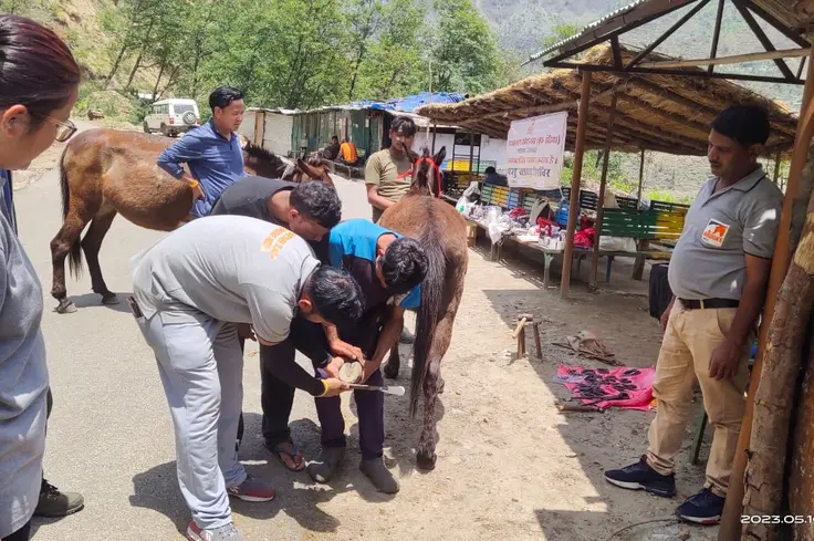 Brooke India vets and owner treat Bhotia equine. Credit: Gulsher Kumar, Senior Farrier Trainer. 