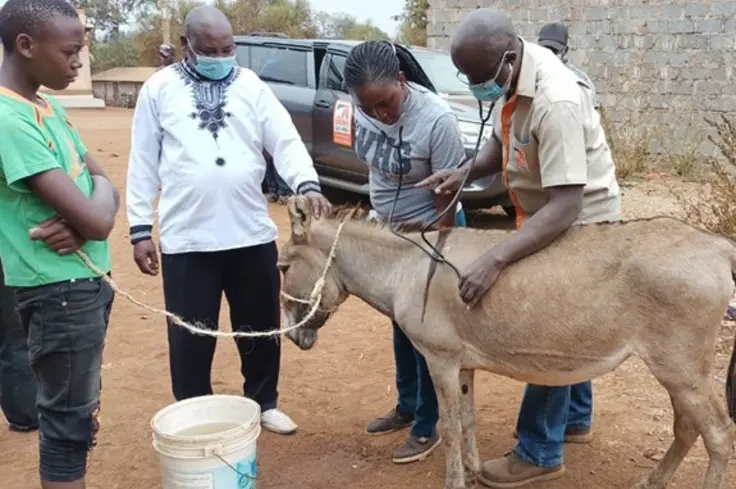 Mentoring takes place in Brooke East Africa