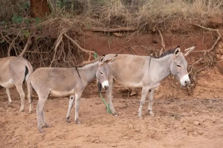 Credit: Bill Bradshaw