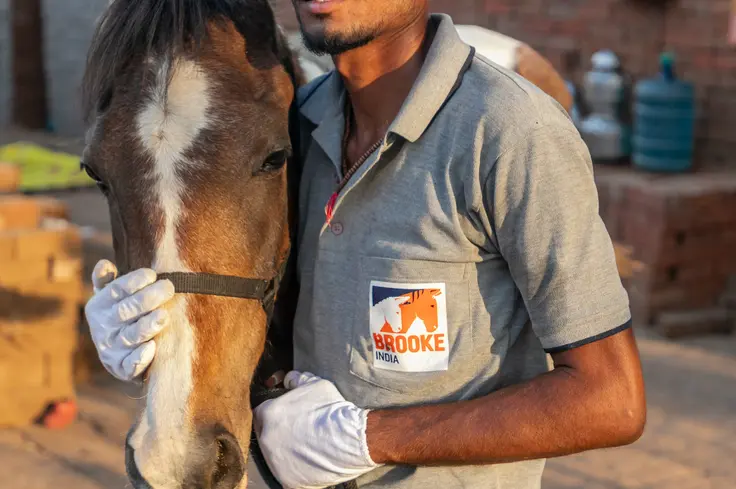 Farrier and horse in India