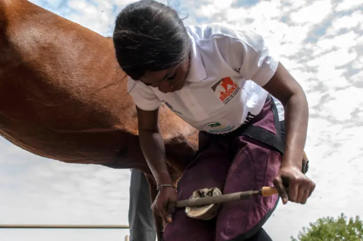 Farrier and horse in Senegal