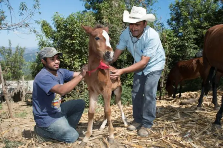 Foal in Guatemala