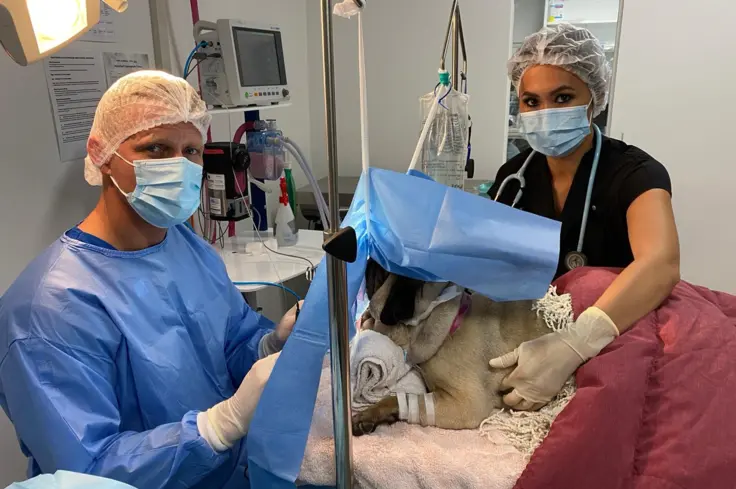 Scott Miller operates on a dog