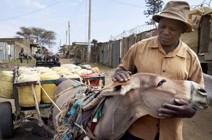 Stephen and his donkey